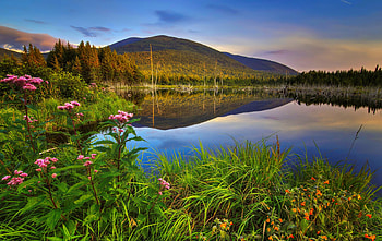 Calm lake, beautiful, grass, serenity, lake, wildflowers, shore, reflection, view, sky, calm HD wallpaper