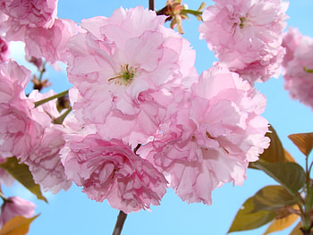 Plants, Flowers HD wallpaper