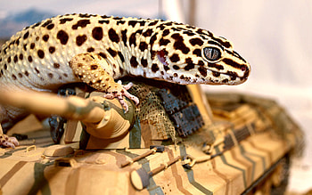 Animals, Spotted, Lizard, Reptile, Crawl HD wallpaper