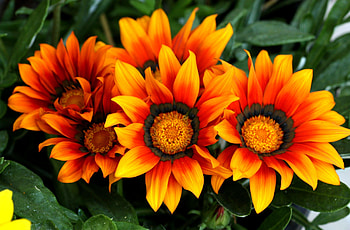 Flowers, Leaves, Variegated, Mottled, Gazania, Ghazania HD wallpaper