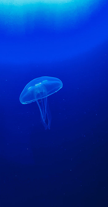 Animals, Water, Jellyfish, Macro, Tentacle HD phone wallpaper
