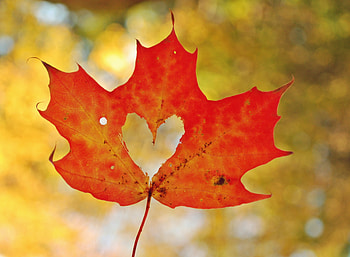 Orange maple leaf, , Orange maple leaf HD wallpaper