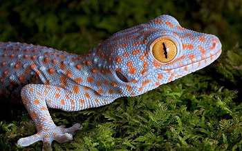 Gecko excellence, Stunning reptile, Detailed designs, Nature's masterpiece HD wallpaper