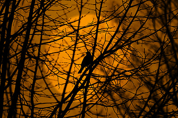Nature, Trees, Silhouette, Bird, Branches HD wallpaper