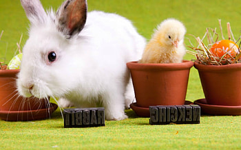 White Rabbit and Chicken , chicken, animals, cactus, pot, rabbit HD wallpaper