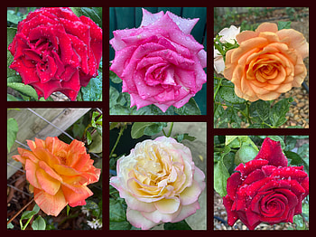 FLOWER COLLAGE, FLOWER, NATURE, COLLAGE HD wallpaper