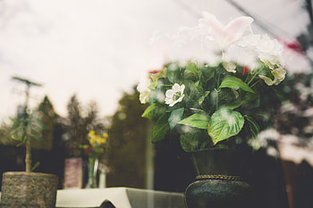 Flowers, Glass, Vase HD wallpaper