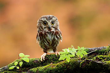 Animals, Grass, Owl, Bird, Wood, Tree, Moss, Small HD wallpaper