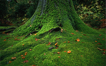 Landscape, Trees HD wallpaper