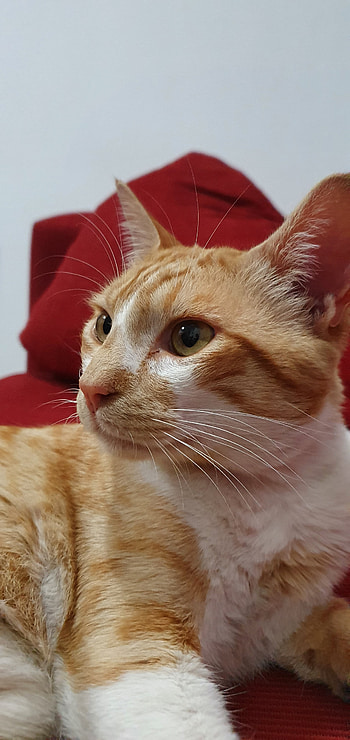 Cat, eye, whiskers HD phone wallpaper