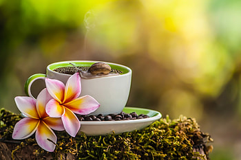Morning coffee, flower, coffee, beans, spring, cup, snail HD wallpaper