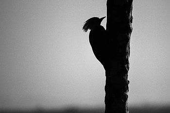 Silhouette, Bird, Bw, Chb, Woodpecker HD wallpaper