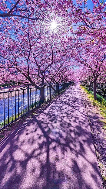 Spring, Spring Flower Tree HD phone wallpaper