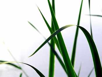Plants, Grass HD wallpaper