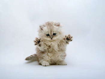 Animals, Cats HD wallpaper