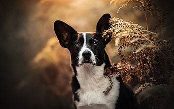 Border Collie, animal, dog, border, collie HD wallpaper