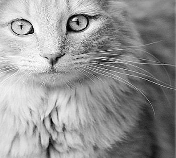 Cat HD wallpaper