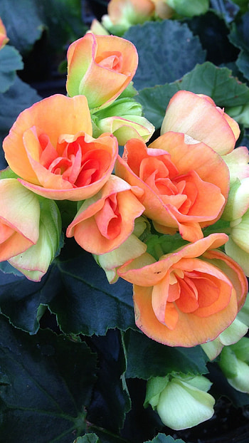 Begonia, Adorable Flower HD phone wallpaper