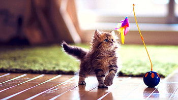 Cute kitten, Playful moments, Adorable HD wallpaper