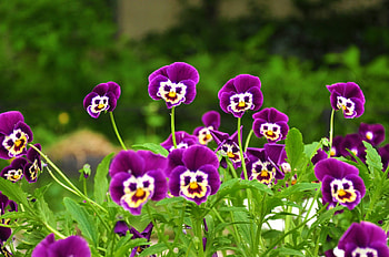 faces in the flowers, cool, nature, flowers, fun HD wallpaper