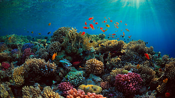 Great Barrier Reef HD wallpaper