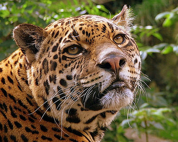 Big Cat, cats, duze koty, graphy, animals HD wallpaper