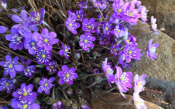 Anemones, Latvia, purple, flowers HD wallpaper
