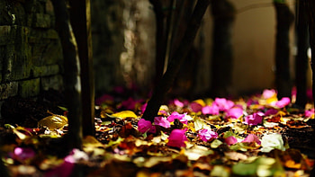 Autumn Path, path, beautiful, purple, leaves, yellow, trees, autumn, nature, flowers HD wallpaper