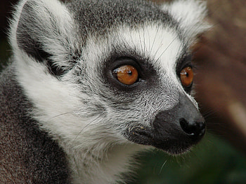 Animals, Muzzle, Spotted, Spotty, Sight, Opinion, Lemur HD wallpaper