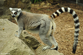 Ring Tailed Lemur, Animals, Lemur catta, Ring tailed beauty HD wallpaper