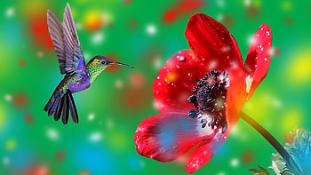 Hummingbird, fantasy, humming0bird, colibri, flower, green, red, pasare, luminos HD wallpaper