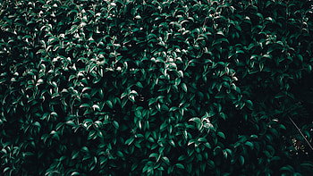 Nature, Leaves, Wood, Tree, Branches HD wallpaper