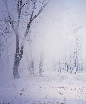 Capture the snowfall, stock , Much ado about snow, Wintry wonder HD phone wallpaper