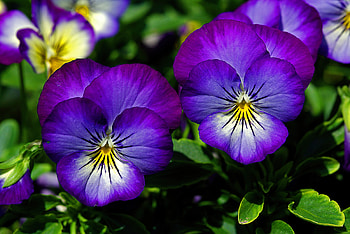 Pansies closeup, pansies, summer, freshness, garden, flowers, beautiful, spring, park HD wallpaper
