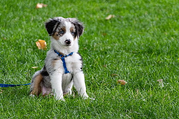 A cute Australian Shepherd puppy with blue harness sitting on a green lawn. HD wallpaper
