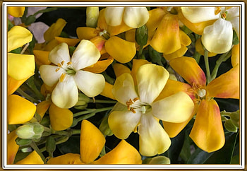 FRAMED FLOWERS, NATURE, FLOWERS, , FRAMED HD wallpaper