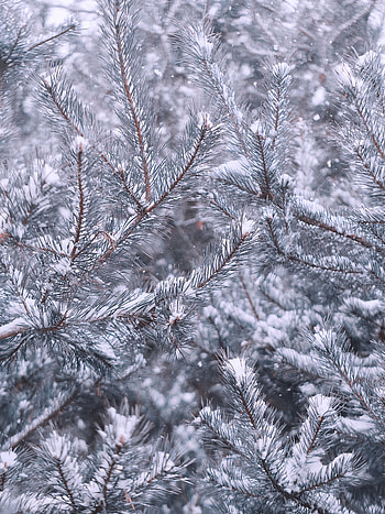 Winter, Nature, Pine, Snow, Branches HD phone wallpaper