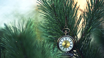 Miscellanea, Miscellaneous, Branches, Fir, Spruce, Pocket Watch HD wallpaper