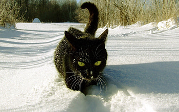 Animals, Winter, Snow, Cat, Traces, Climb HD wallpaper