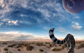 Animals, Sky, Cheetah, Desert, Predator, Big Cat, Tail HD wallpaper