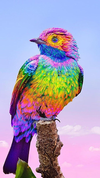 Colour Full, Bird HD phone wallpaper
