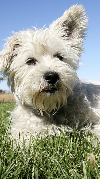 Cat And Dog, White Dog, Grass Background, cat, animals HD phone wallpaper