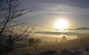 Nature, Grass, Snow, Dawn, Wood, Tree, Fog, Kidney, Kidneys HD wallpaper