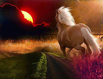 Horse Running at Sunset, animal, horse, running, sunset HD wallpaper