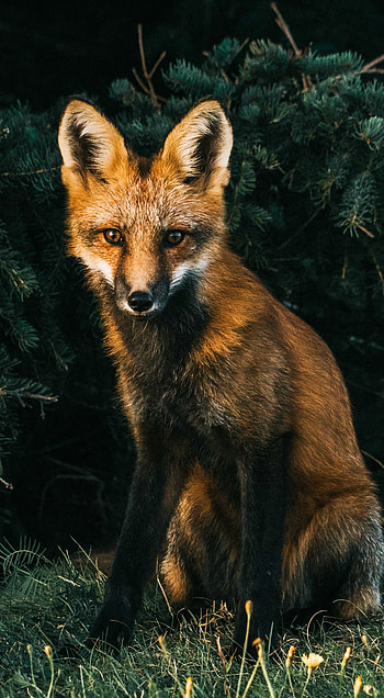 Foxy fox, orange, whiskers, natural_landscape, nature, yellow HD phone wallpaper