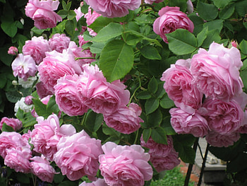 Pink Roses, pink, roses, graphy, nature HD wallpaper