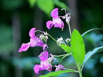 Summer Beauty, graphy, Beautiful, Nature, Flower, Pink HD wallpaper