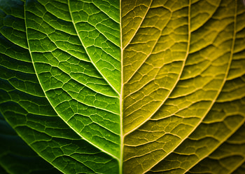 Macro, Leaf, Sheet, Gradient HD wallpaper