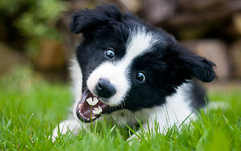 So beautiful!, dog, animal, white, black, cute, grass, puppy, green, border collie, funny HD wallpaper