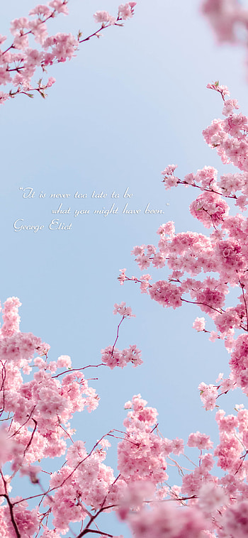 Cherry blossom , pink, blue, lockscreen, Chery, Quotes, xs, quotes HD phone wallpaper